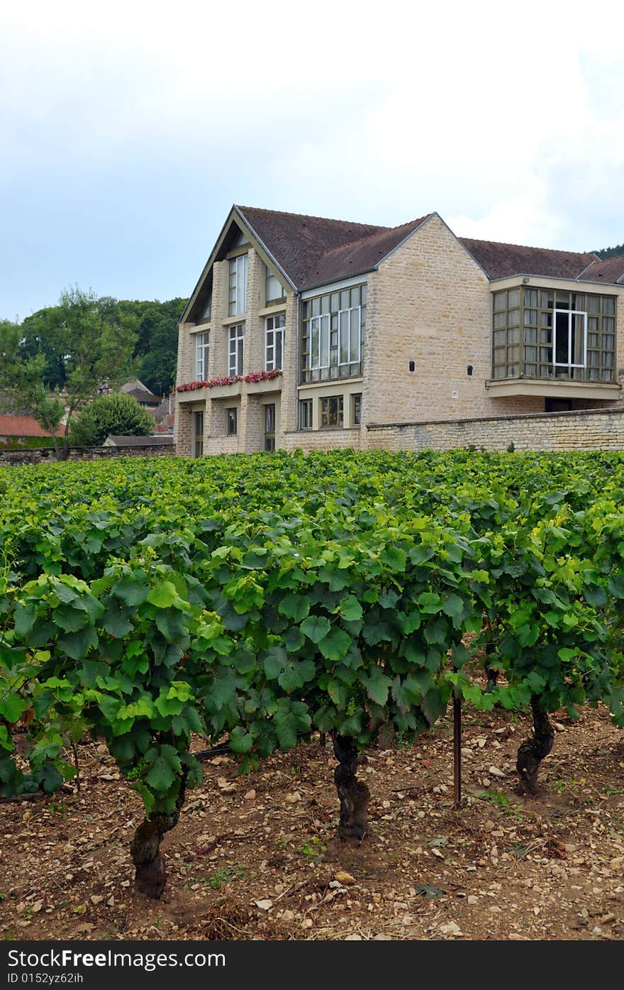 Panoramic view of a vineyard in Burgundy, France in late afternoon