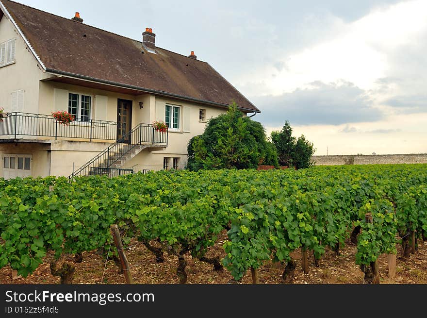 Panoramic view of a vineyard in Burgundy, France in late afternoon