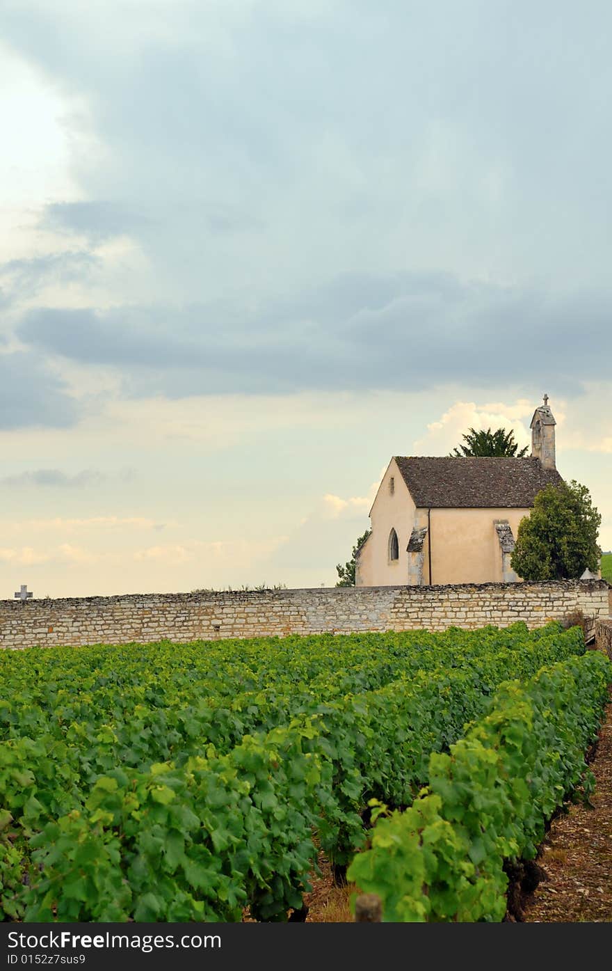 Panoramic view of a vineyard in Burgundy, France in late afternoon