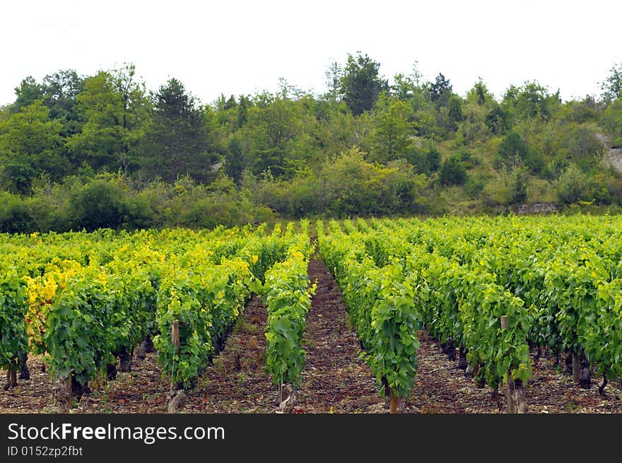 Panoramic view of a vineyard