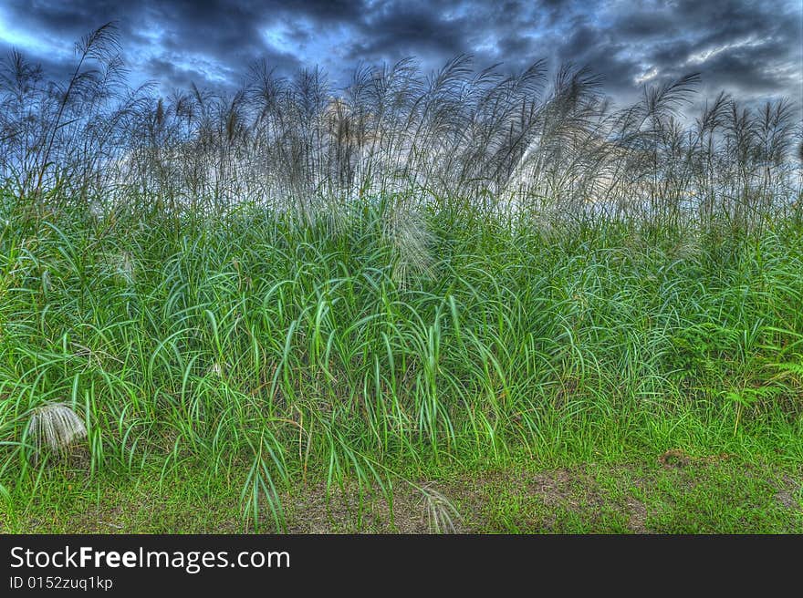 Silver Grass