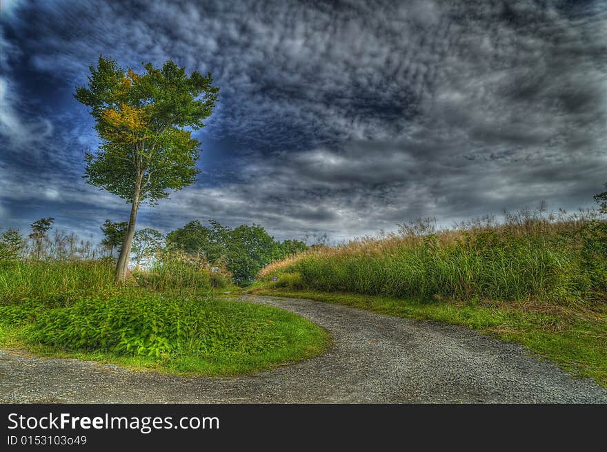 A tree in camping field. A tree in camping field