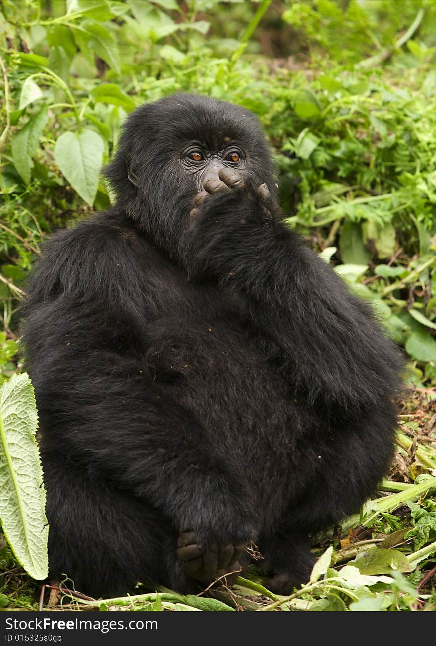 Adolescent Male of Sousa group. Virunga Mountains (Parc National Volcans), Rwanda