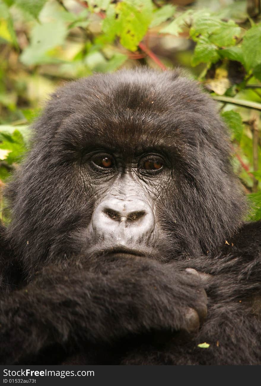 Group 13 female Mountain Gorilla. Virunga Mountains (Parc National Volcans), Rwanda