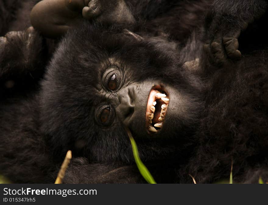 Group 13 young male Mountain Gorilla fighting for dominance. Virunga Mountains (Parc National Volcans), Rwanda