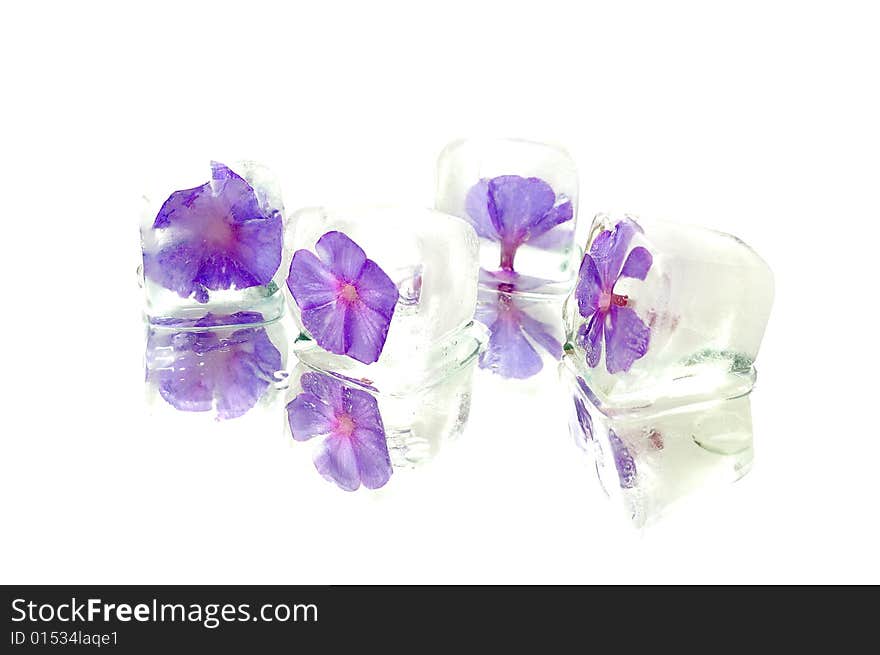 Violet head in ice cube on white background. Violet head in ice cube on white background