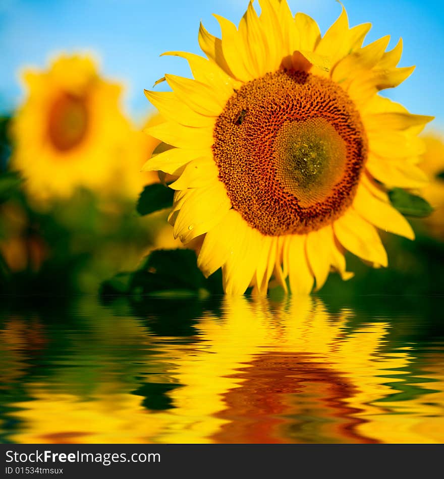 Bright yellow sunflowers