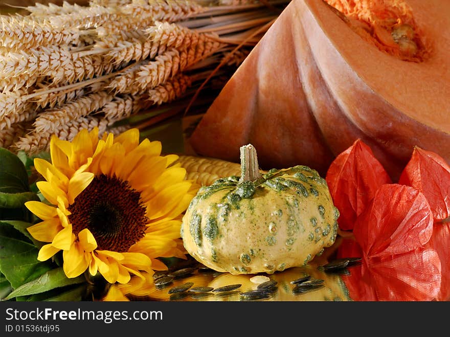 Pumpkin, sunflower, corn still-life. Pumpkin, sunflower, corn still-life