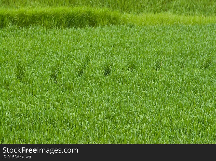 Farmers green field growing for harvest time