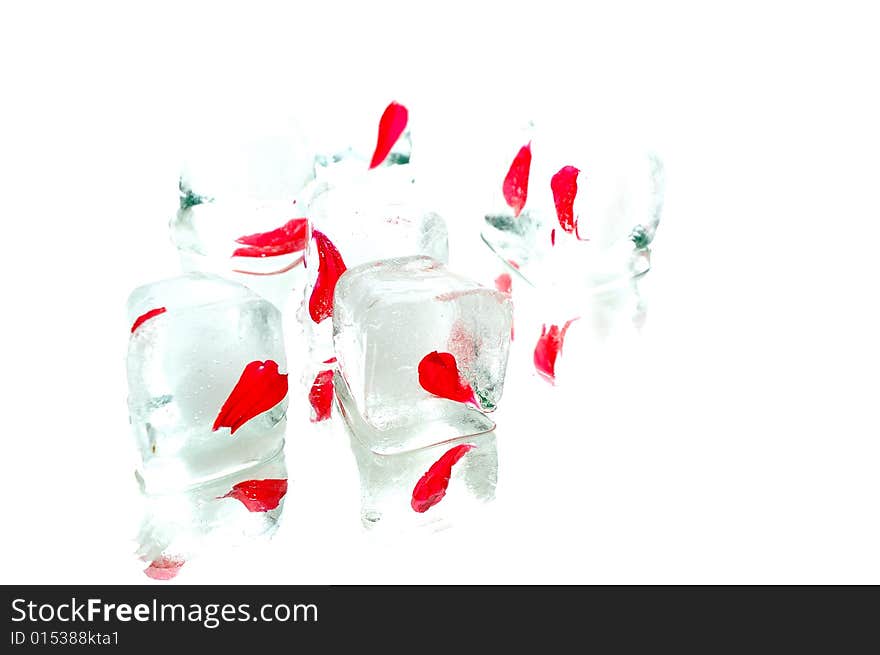 Head in ice cube on white background. Head in ice cube on white background