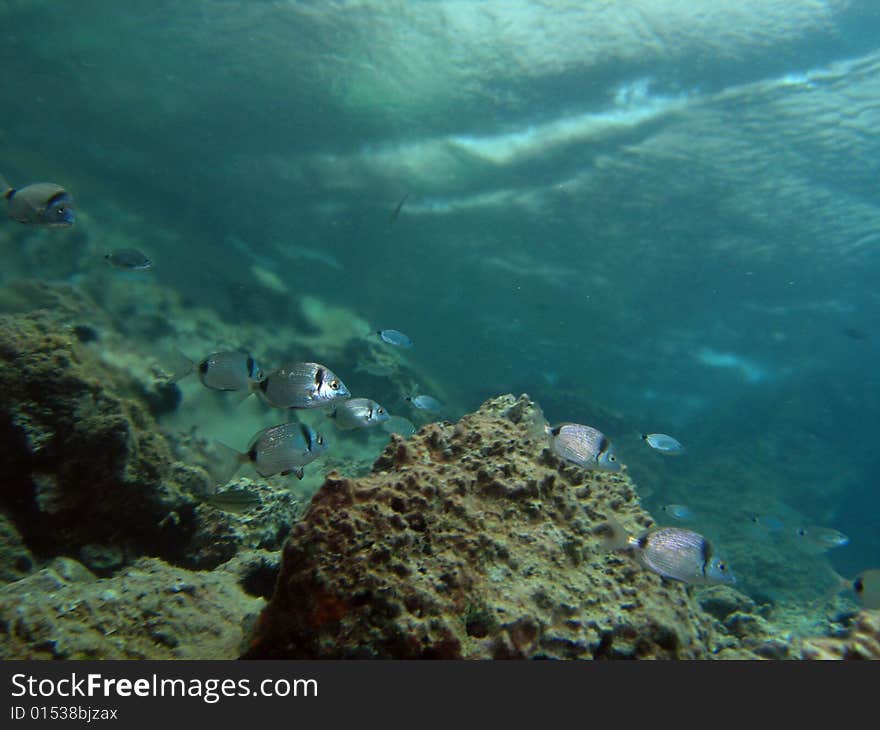 Shoal of fish in the sea