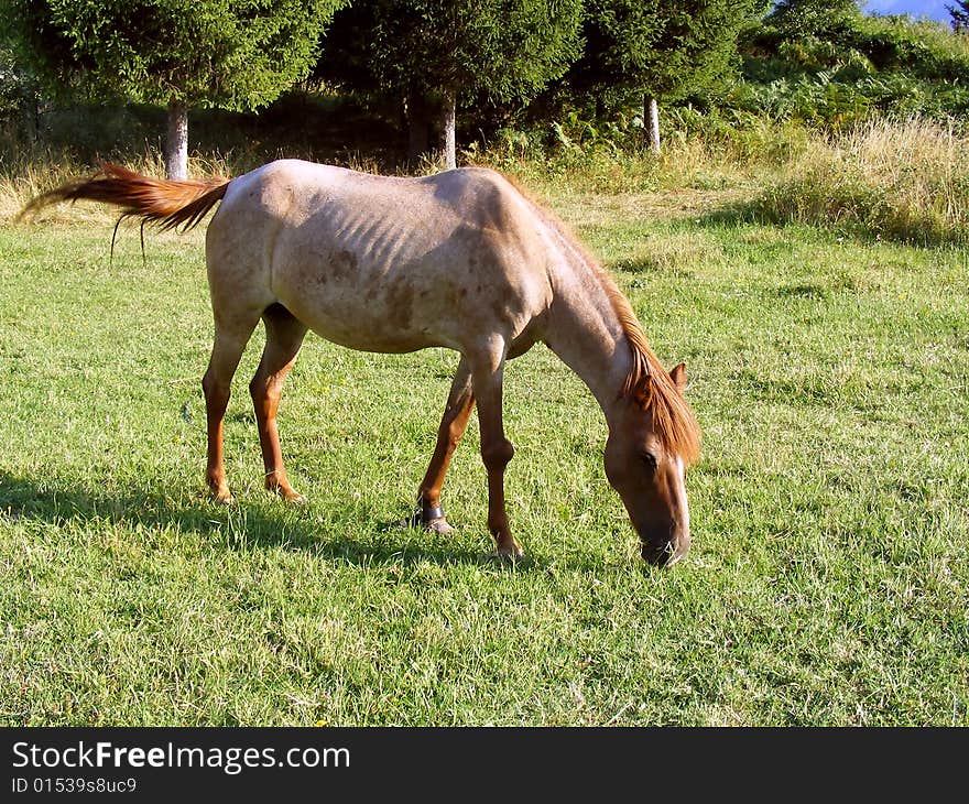 A horse and green grass - nice animal