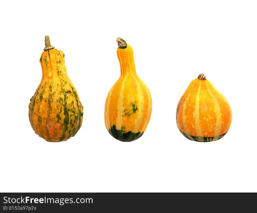 Three small yellow dekorative pumpkins. Three small yellow dekorative pumpkins