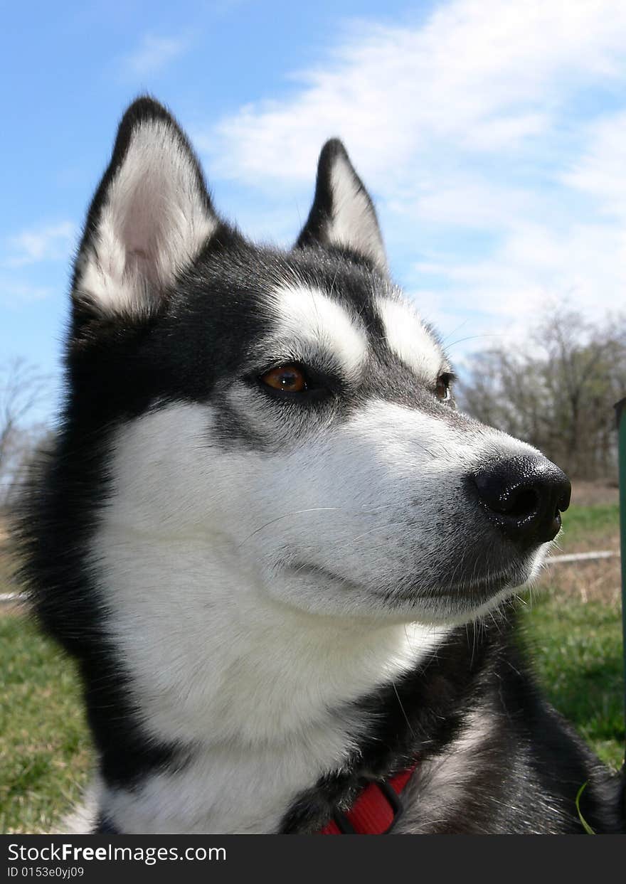 Siberian dog