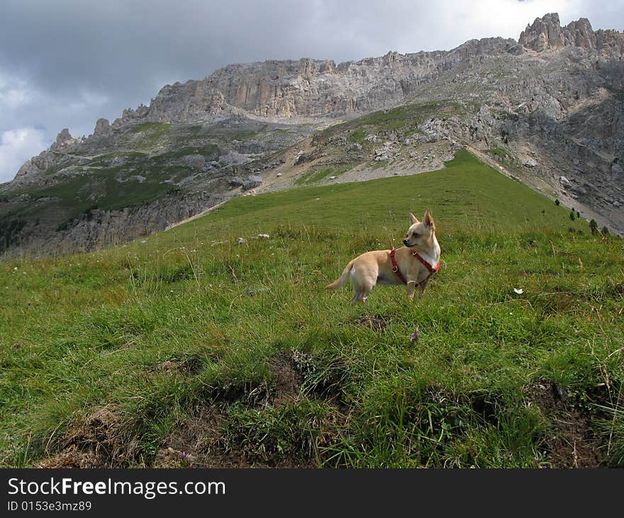 A tiny chihuahua with Dolomite(Latemar chain) in the background. A tiny chihuahua with Dolomite(Latemar chain) in the background