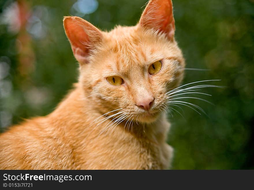 Cat looking over shoulder