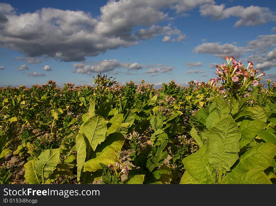 Flowers of tabbacco plants in Poland. Flowers of tabbacco plants in Poland