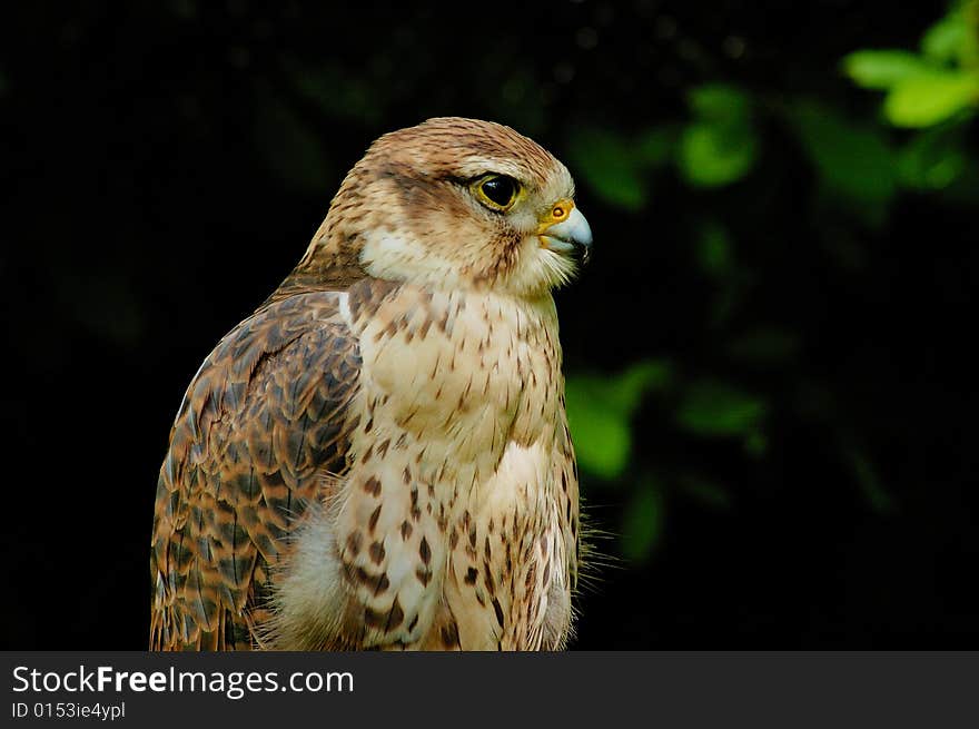 Portrait of female falcon with bush as background