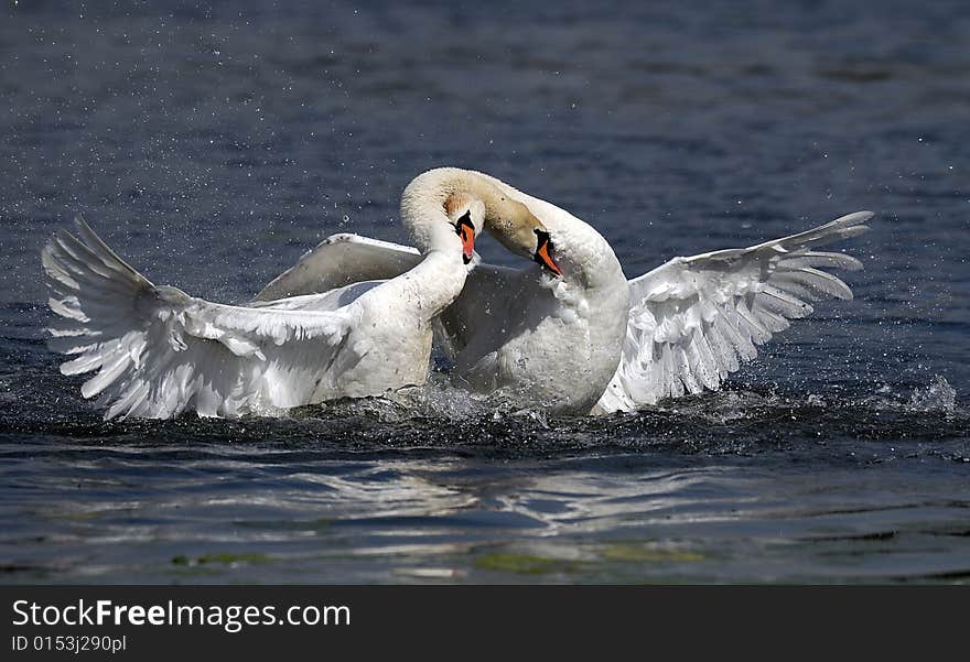 White Swans