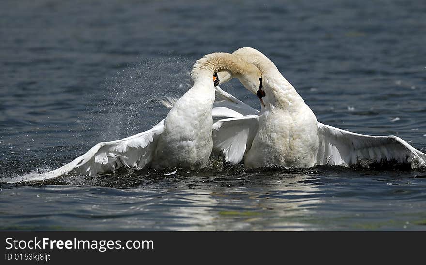 White Swans