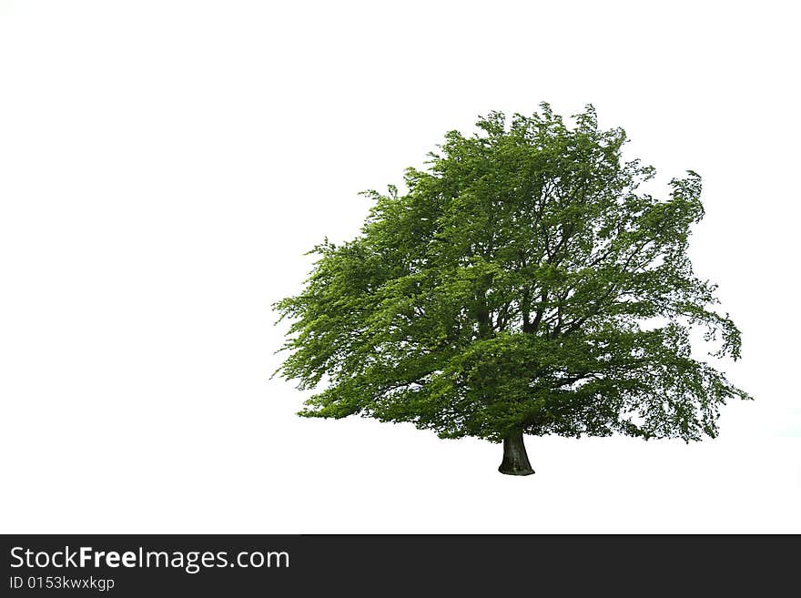 Tree in full leaf in summer isolated over white background. Tree in full leaf in summer isolated over white background.