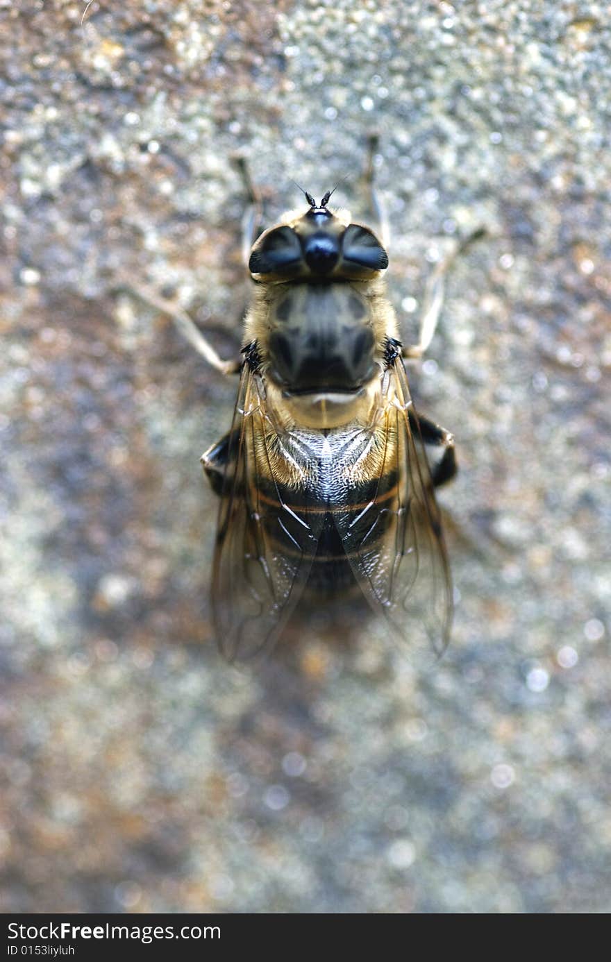 Bee on a stone step