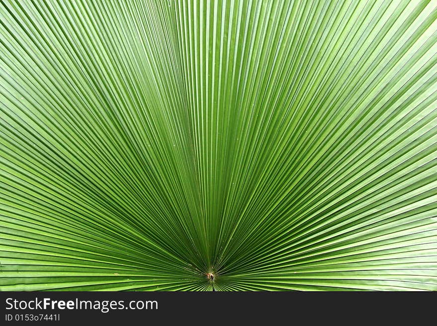 Green leaf with radial pattern