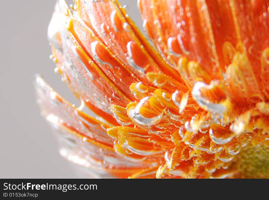 Close up photo of an orange gerbera under the water