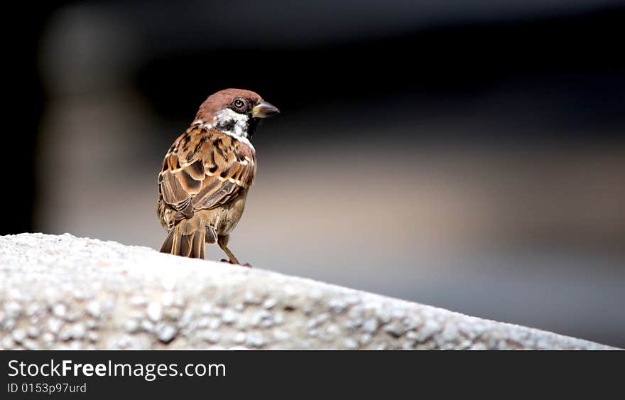 A sparrow sitting on a rock