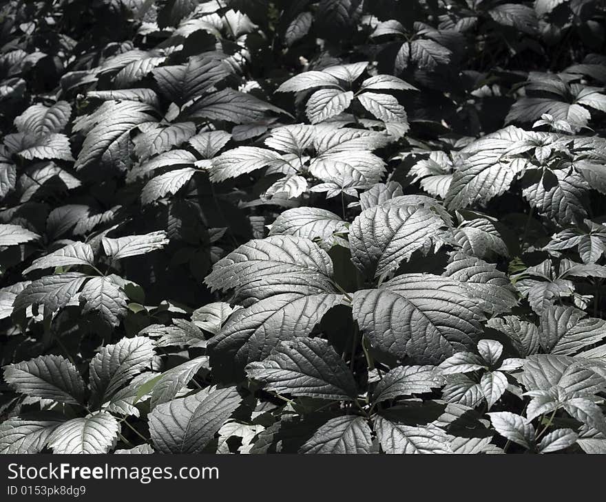 Dark green leafs plants in wild wood. Dark green leafs plants in wild wood.