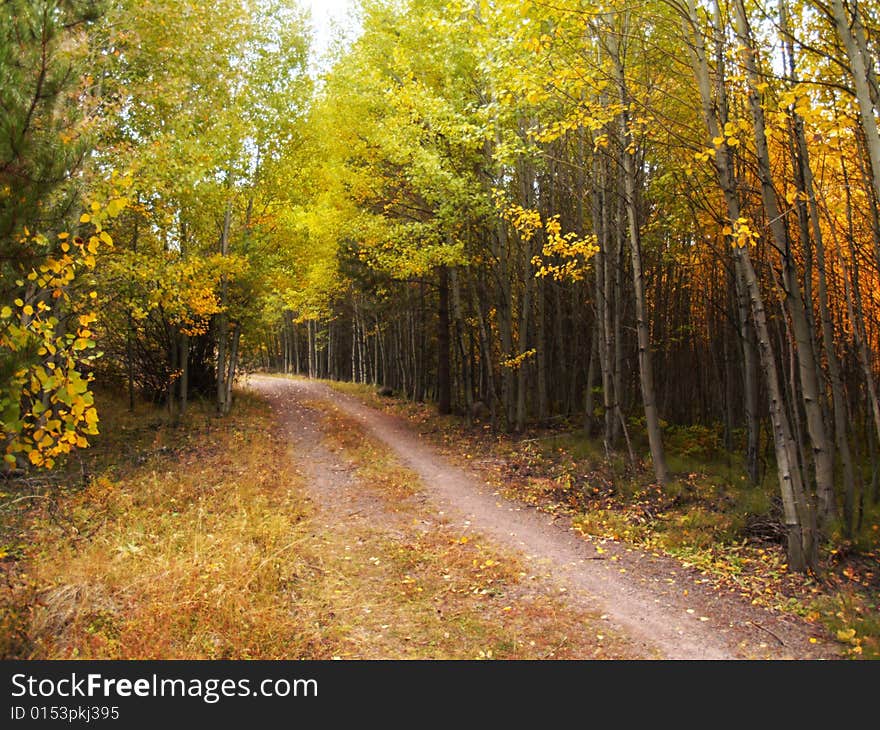 Trees in the fall by the road. Captured in Central Oregon. Trees in the fall by the road. Captured in Central Oregon