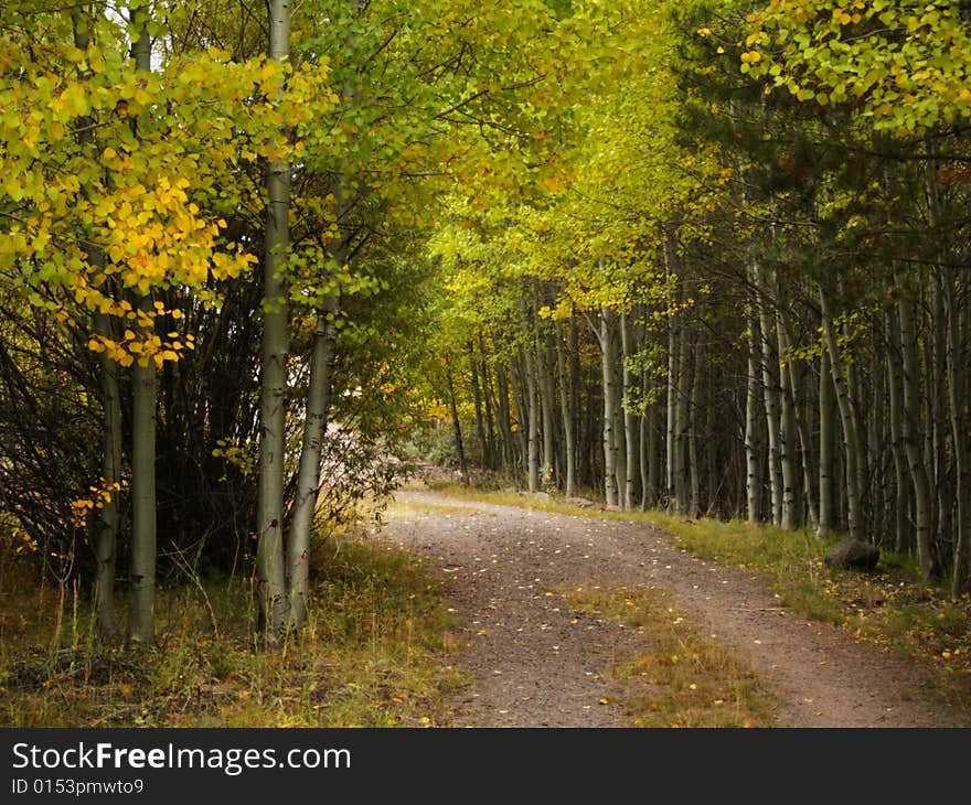 Trees by the autumn paths. Captured in Central Oregon. Trees by the autumn paths. Captured in Central Oregon