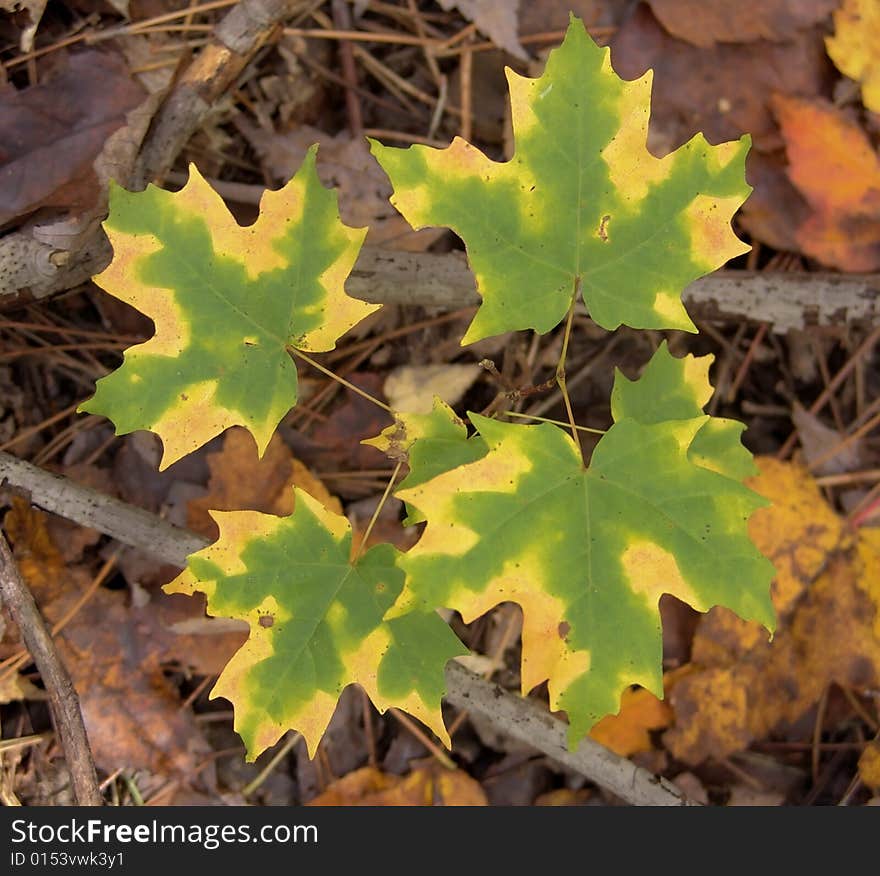 Fall maple leaves