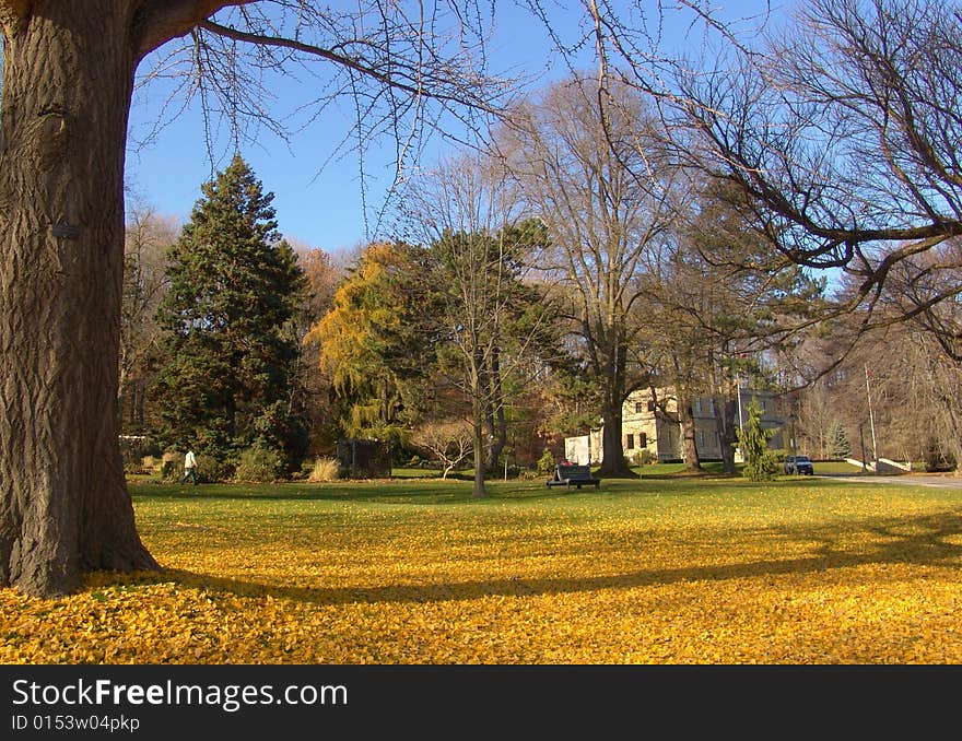 Autumn landscape. Bright yellow autumn leaves background. Autumn landscape. Bright yellow autumn leaves background