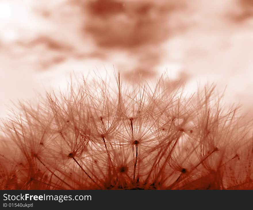 Red toned image of dandelion clock in meadow. Red toned image of dandelion clock in meadow