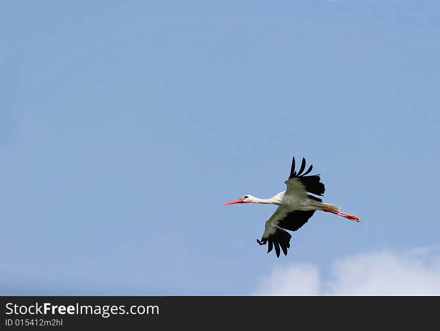 Flight of stork in the sky.