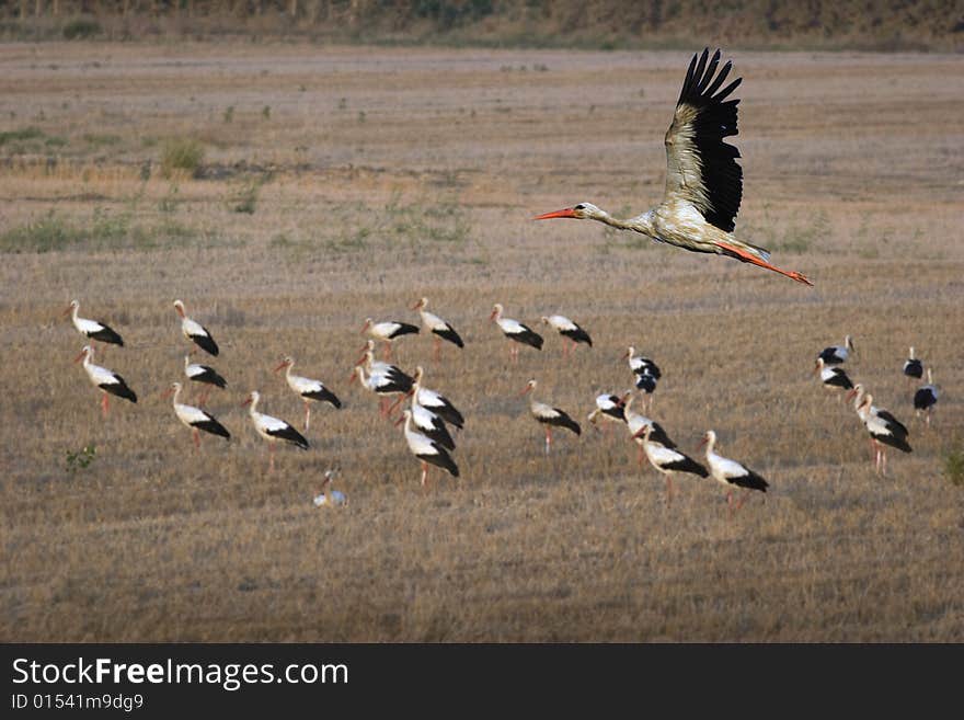 Flight of stork in the evening sky