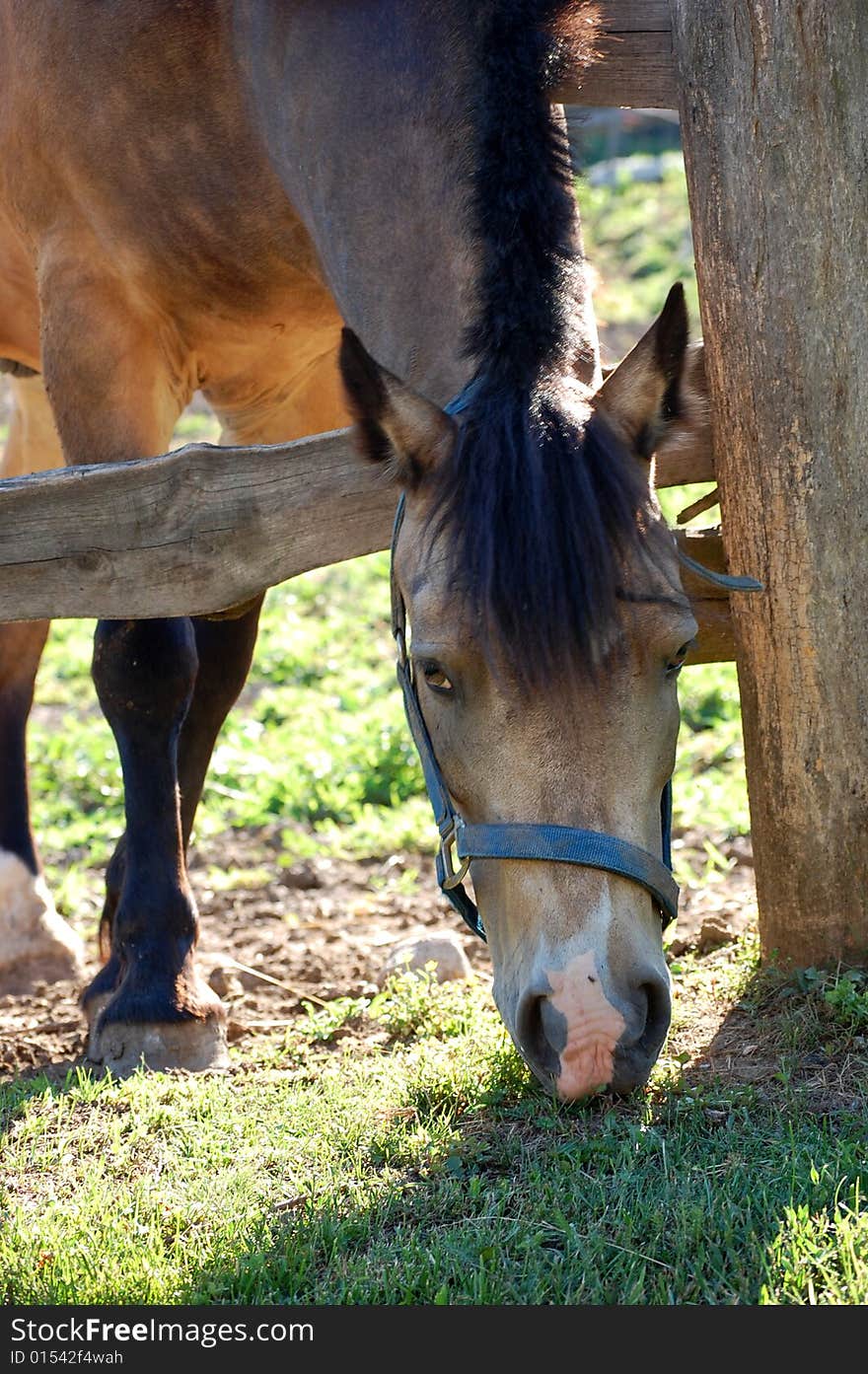 Horse Close Up