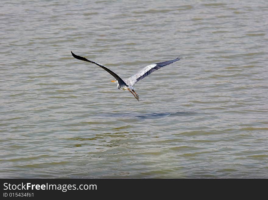 Flight Of A Grey Heron Above The River.