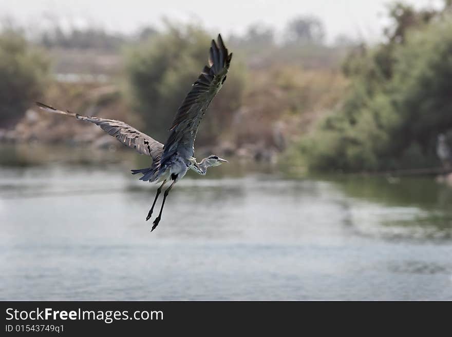 Flight of a grey heron above the river.