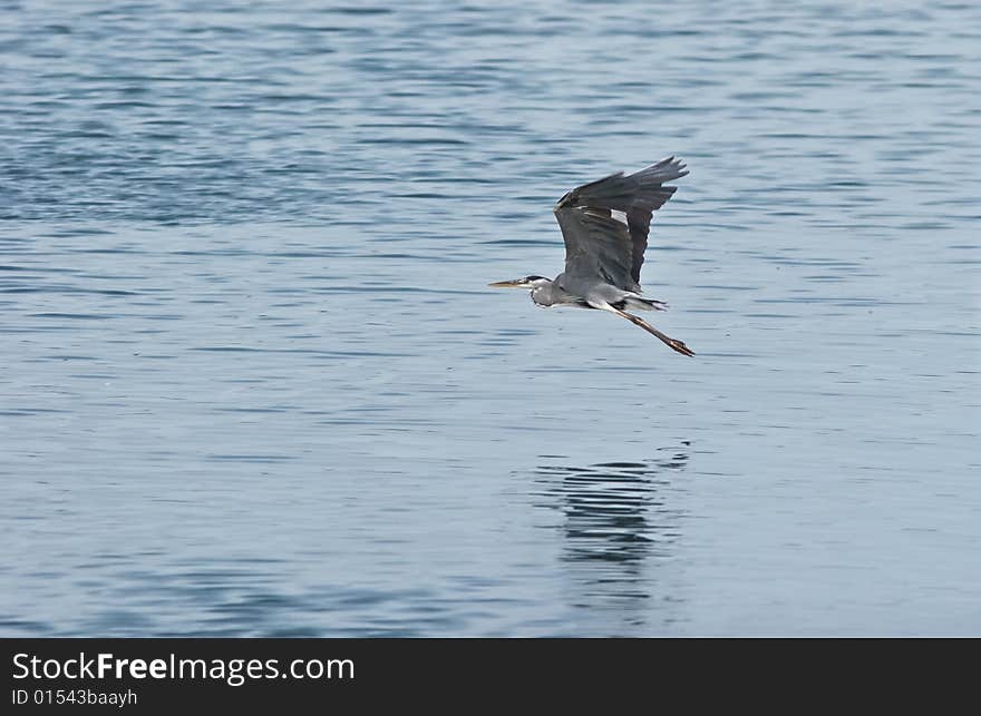 Flight of the gray heron above the blue river.