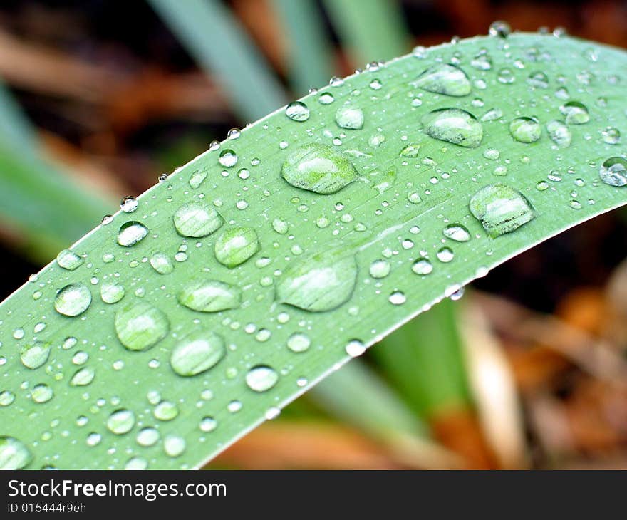 Water pearls on a leaf