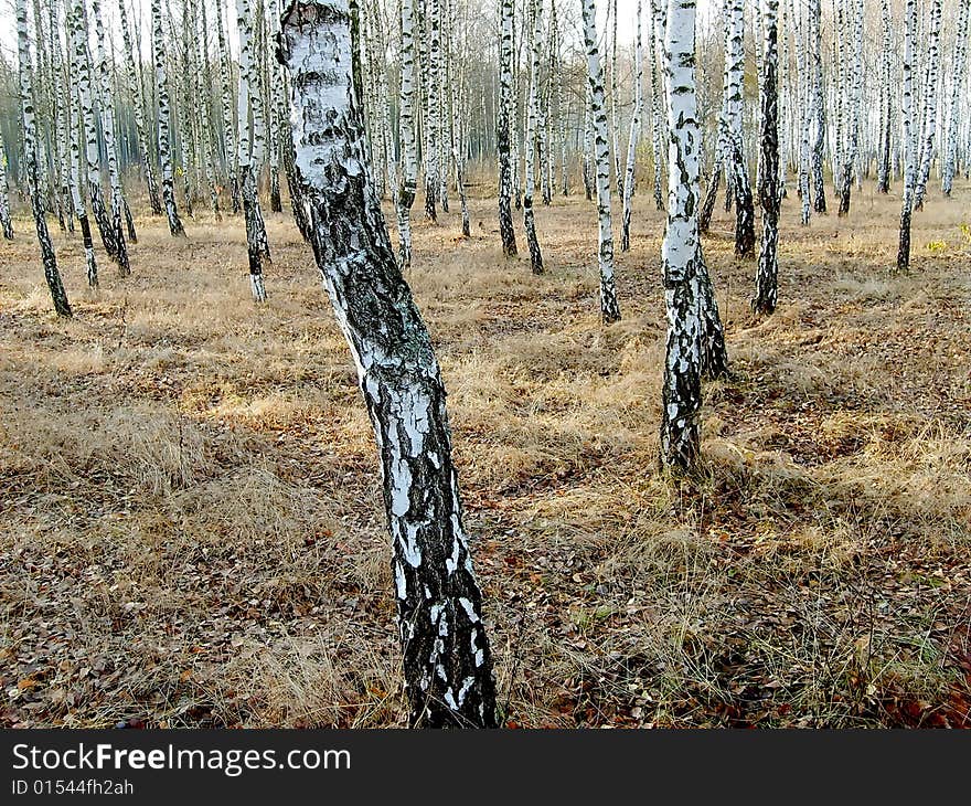 Birch Grove By Autumn