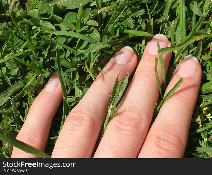 On The Spring Grass