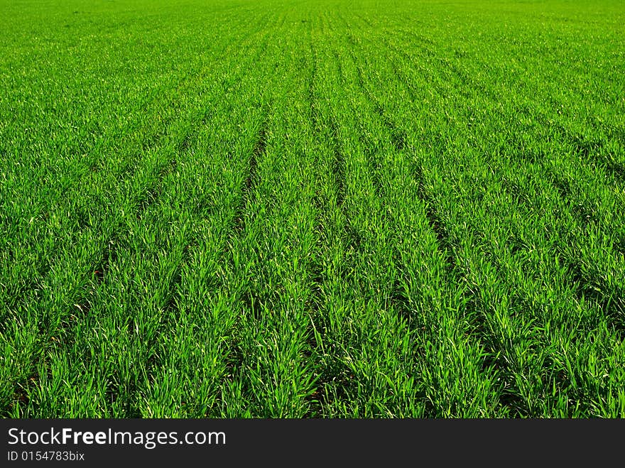 Green grass texture from a  field. Green grass texture from a  field