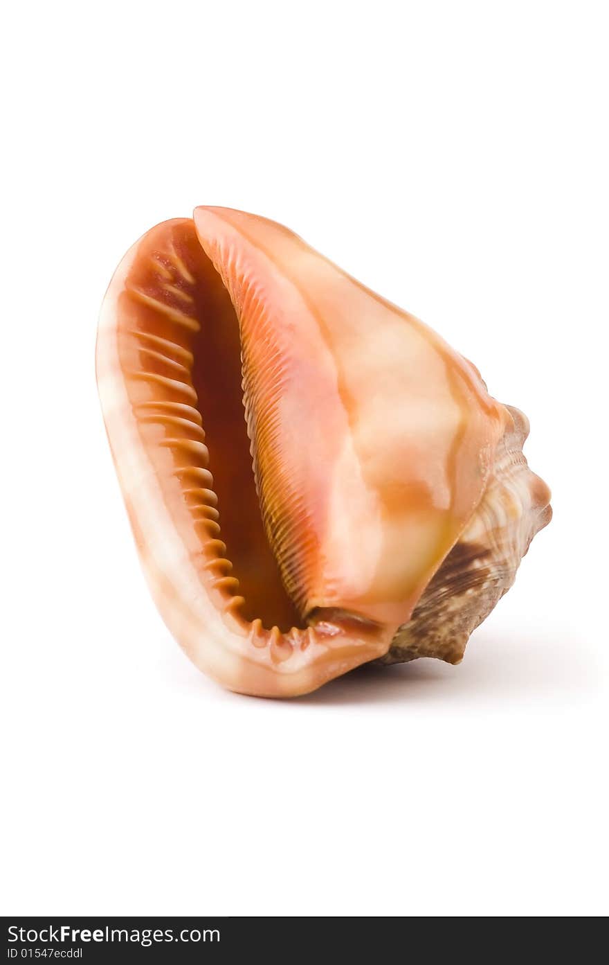 Sea shell isolated