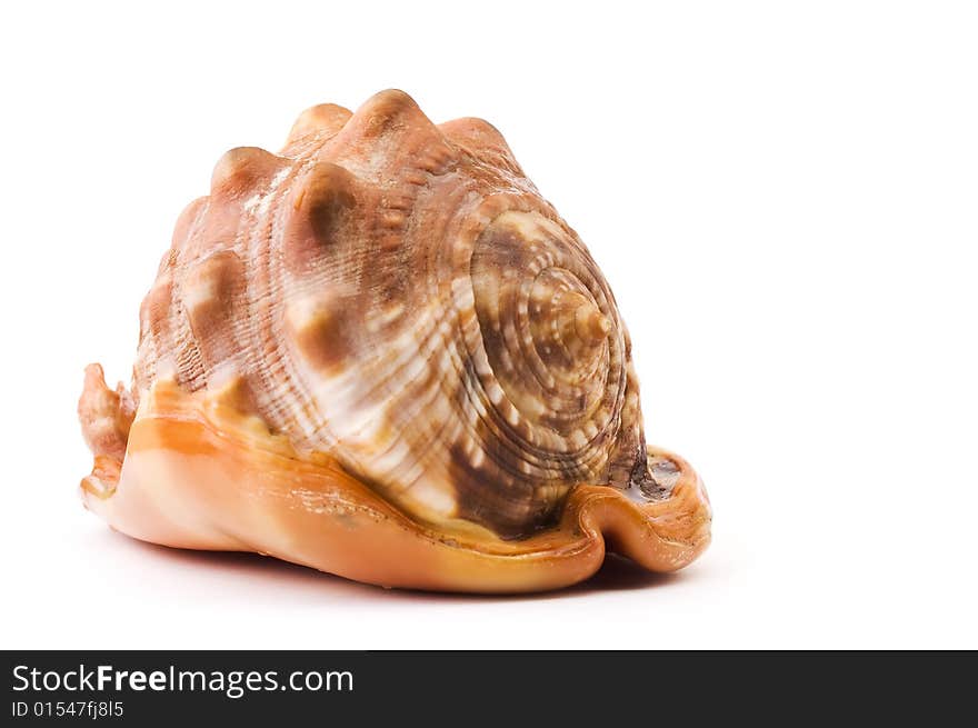 Sea shell isolated