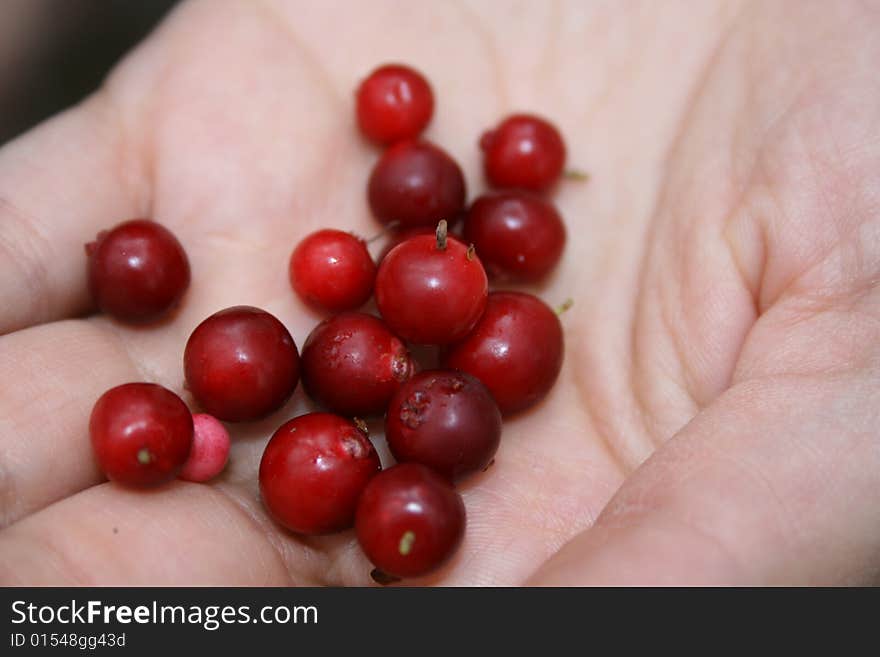 Red whortleberries in the hand.