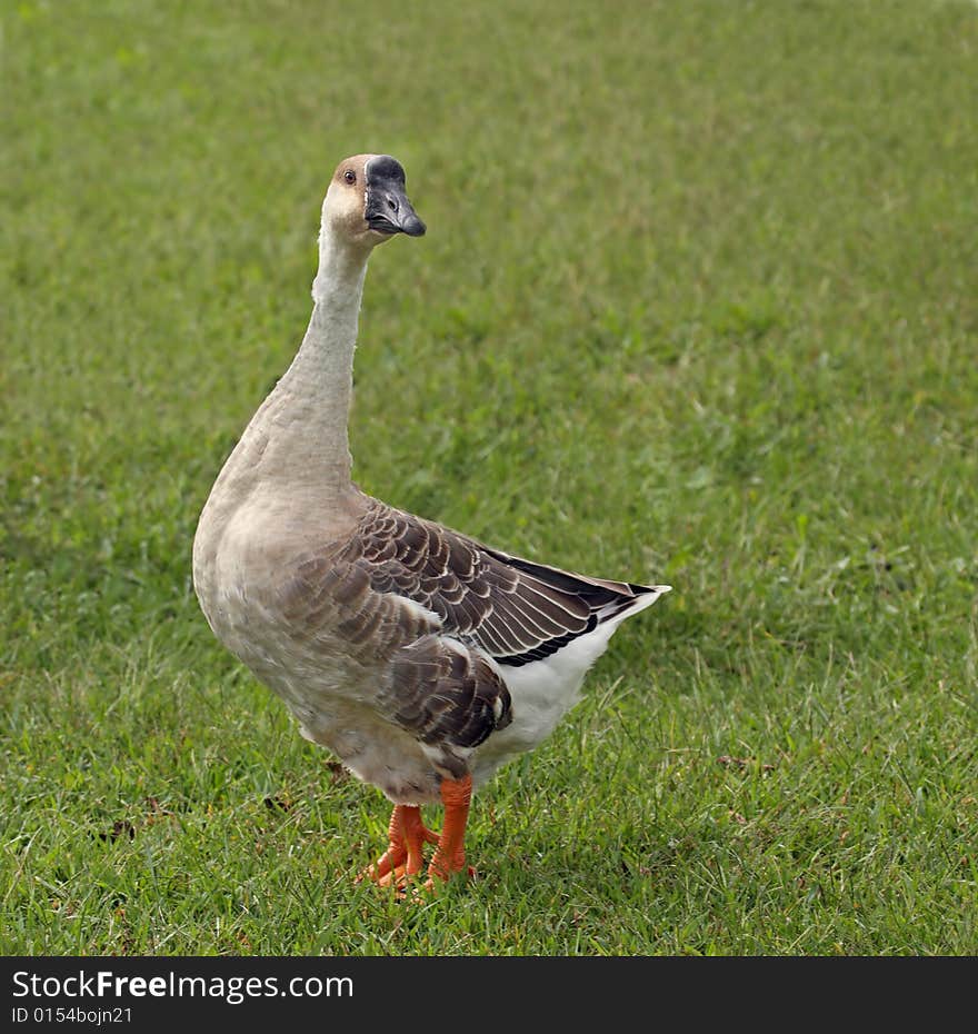 Domestic goose standing in grass. Domestic goose standing in grass