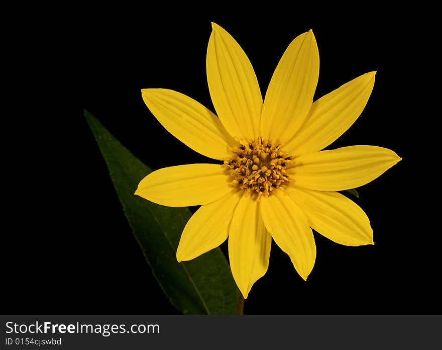 Closeup of a yellow daisy isolated on a black background. Closeup of a yellow daisy isolated on a black background